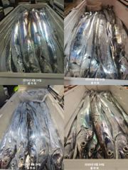 [여수플라워호] 24일 갈치 조황입니다.010-2004-5524