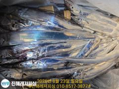 내만칼치ㅡ물반,칼치반/바글바글ㅡ초저녁부터 팍팍 물어주네요(오늘예약가능)