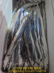 내만칼치ㅡ 물반. 칼치반.바글바글 (오늘 예약가능 )