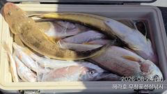 조황정보 - 8/24 백조기 조황 - 무창포선상낚시