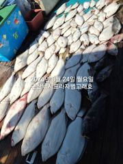 8/24, 생미끼~날마다 대박~대광어"마릿수 굿굿"~굿굿조황~"생미끼-8월 평일, 선비 빅이벤트(선비8만)"~~ 군산 범고래호