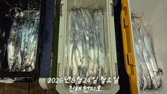 내만 갈치 루어,텐빈에 반응도 좋코 손맛도 좋코!!(예약가능)