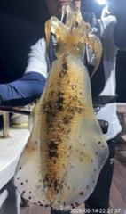 [거제] 무늬오징어팁런 연일 키로오바!!,900,700g 호황~!! 낼도…