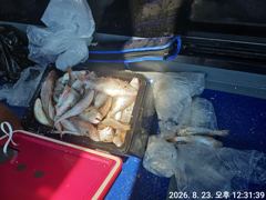 오늘의조황 - 8월23일 백조기낚시^^ - 오천항 성령낚시,성령호