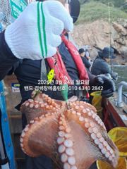 8월24일 군산 홈런호 야간 문어 출조 하였습니다.오늘도 변함없이 문어가 줄지어 올라옵니다.실시간 구경들 하세요.