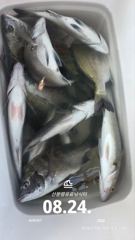 [사천] 삼천포 산분령 유료낚시터 8/24 조황입니다 :)