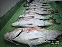 [거제 비버호] 참돔 5짜 마리수 조황(예약가능)