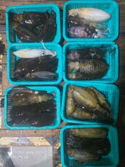 [부산] 부산 달인호 8/24 무늬팁런 조황