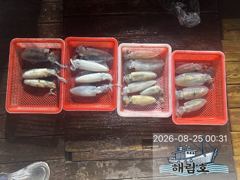 8월24일 무늬오징어 팁런조황입니다.