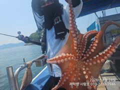 [진해] "돌문어" 1000g외 덩치들 133수이상 17수15수14수13…