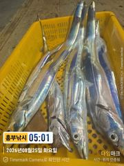 흥부)풀치보다 큰갈치 한마리 대마권 고수온으로 한번더 비가왔으면