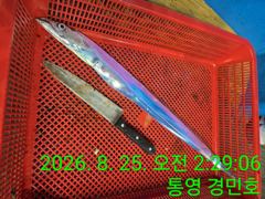 [통영] 25일 갈치 입항 조항 사이즈 굿굿