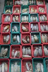 진해 무늬팁런 19일 20일 버글버글 손맛굿