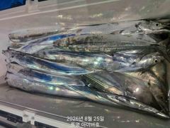 아이비호/내일 수 자리텅텅!!4지빵빵 대갈치들!!멋진손맛!!수목금토일 쭉 예약가능 긴급출동하세요~