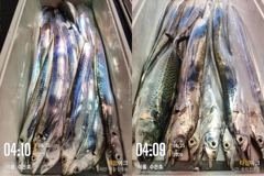 통영 수은호<<>> 갈치 조황입니다 예약하실때 자리 선택 하세요 예약은 3361 4231 전화주세요~~