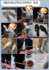 1   [마산] 마산 원전 선상낚시터 월요일 야간 조황 (무늬 +갈치+고등어+전… 1