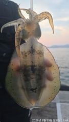 [거제] 무늬오징어팁런 “”키로급들 엄청나게“” 물아줍니다!!! 오늘 긴…