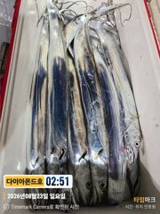 [진해] 준내만갈치! 씨알끝내줘요! 내일부터예약가능 전화주세요~