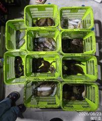 [진해] 무늬 팁런 손맛굿굿 평일 19시 출조 예약받습니다