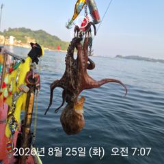 암초 포인트 문어 낚시