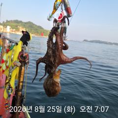 [사천] 암초 포인트 문어 낚시