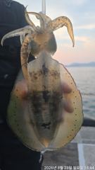 <<6짜,5짜들 밖에 없어요~!! 연일 떼고기~!! 참돔>> 엄청난 마릿수!! 주말 예약가능