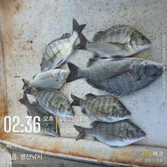 병산 감성돔35외 농어마리수 선외기흘림조황~