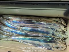 [고흥,녹동] 녹동금강호대갈치조항26일28일30일예약중,자리지정예약제010-4…