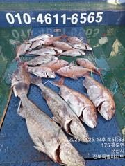 야미도후크스타호 8/25(화) 참돔 조황