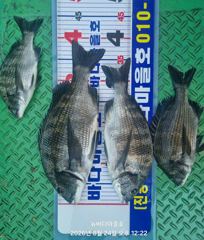 [마산] [바다마을호] 감성돔 조황(8/24)