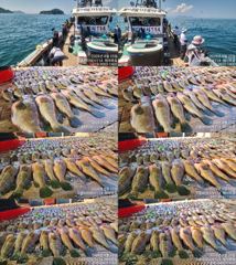 [고흥,녹동] 붉바리들..이정도는 잡아봐야지요 초대대박 붉바리조황입니다 202…