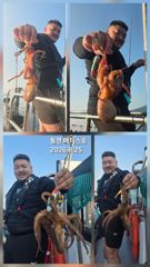 통영] 문어 사량도 굴어장 조황 25일(화) 통영 메티스호