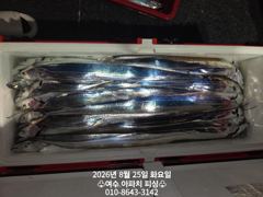오늘의조황 - 2026.8.25 갈치 호 조황입니다. 예약 문의 : 010-8643-3142 - 여수 아파치피싱,#갈치낚시전문