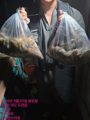 8월25일 팀보스선단 문어조황
