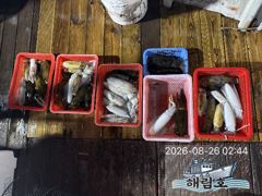 8월25일 무늬오징어 팁런조황입니다