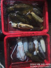 25일 금오열도 무늬오징어 조황입니다