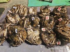 8월25일 군산 강남호 야간 꽃게 낚시 조황- 오늘 자리여유 있습니다