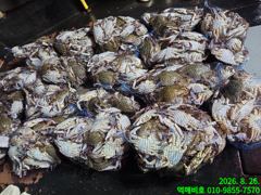 굿~~굿~굿~~굿~ 꽃게 느나~~ 군산권 꽃게 조황 굿굿굿…