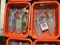 25일 무늬오징어) 씨알급도 제법 비치고 (오늘 목 금 토 일 예약가능)