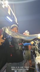갈치(텐야) 5지4지 3지 대치들 난리~복수전 성공~고고피싱(27일 예약)