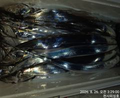 8월 26일(수) 갈치 조황