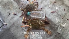 [군산] 8월25일 에르메스호 야간꽃게 굿 조황