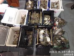 25일 뉴라이브호 야간꽃게낚시 망턔기 쿨러가득한 마무리조황 오늘도갑니다~~