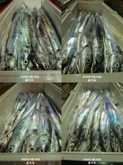[여수플라워호] 26일 갈치 조황입니다. 30일,31일 자리여유 010-2004-5524