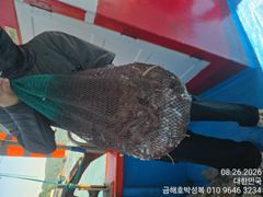 야간밤 문어조황