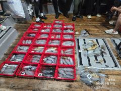 [부산] 8월25일 풍류호 무늬오징어 팁런조황입니다