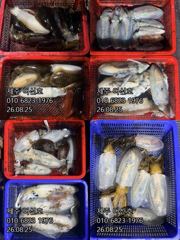 제주 어신호" 8월 25일 야간 한치 조황