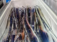[통영] 통영영운호14석) 왕갈치 대치로 쿨러가득 조과차는 있습니다 (2…