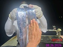 [진해] 8/26입항 준내만갈치 사이즈가 굿굿~잘잡고입항^^금욜예약됩니다…