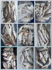 [무창포아파치호] 8월26일(수), 사릿 물때, 소수인원 왕백조기 조황~ㅎ 내일(목,27일)도 모레(금,28일)도 토,일,월 쭉~ 정상 출조, 자리여유, 전화주세요~ 010-8422-0866.